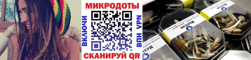 Псилоцибиновые грибы Psilocybine cubensis  Новокузнецк 